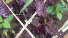 Heterostegane warreni