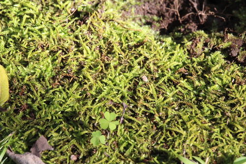 Racopilum capense observed 2026-05-10