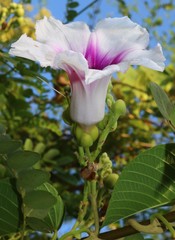 Ipomoea campanulata
