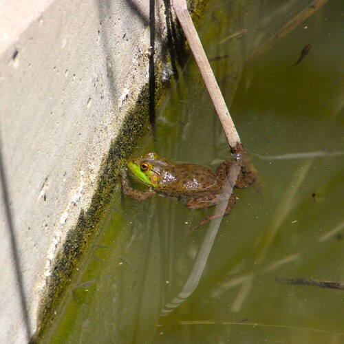 iNaturalist observation photo of American Bullfrog