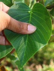 Ipomoea campanulata