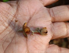 Ipomoea campanulata