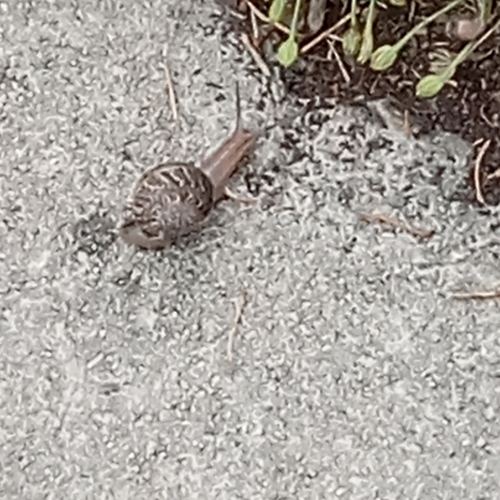 Cornu aspersum