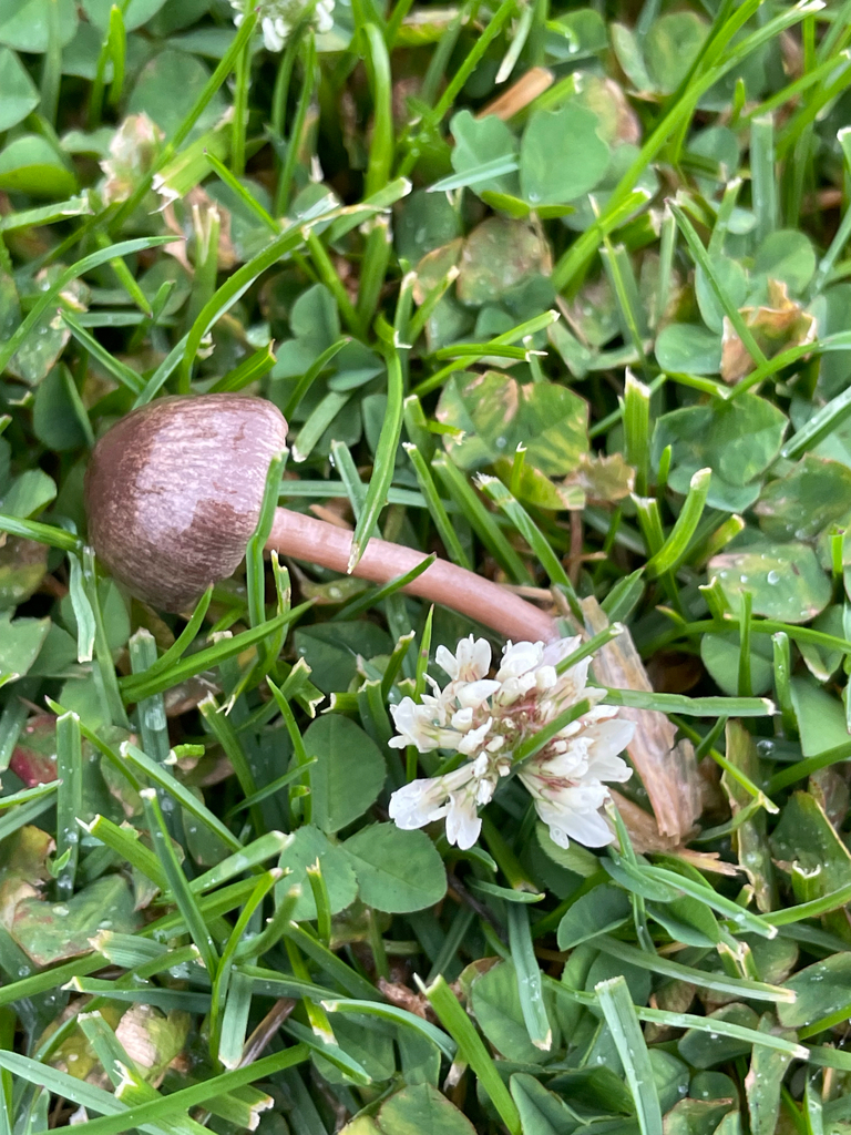 Panaeolus foenisecii · May 2026 · photo: © pleasenotanothereust (iNaturalist, cc0)