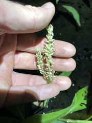 Persicaria attenuata