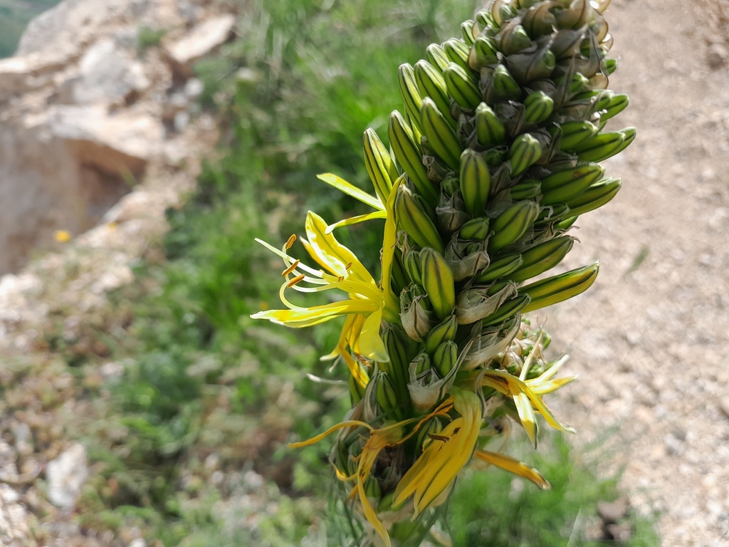 Asphodeline lutea; photograph (c) Anis Dris, some rights reserved (CC BY)
