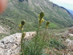 Asphodeline lutea, photograph (c) Anis Dris, some rights reserved (CC BY)