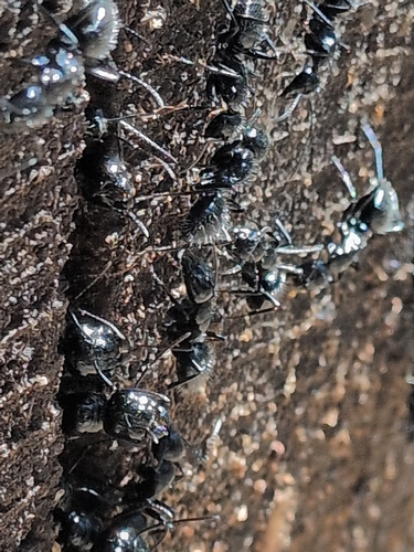 iNaturalist observation photo of Carpenter Ants, Typical Sugar Ants and Allies