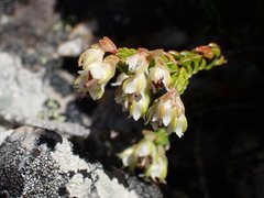 Erica costatisepala