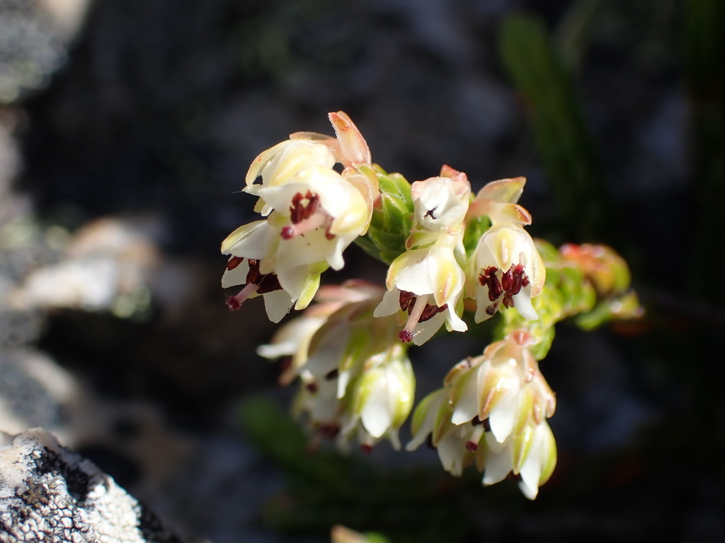 Erica costatisepala