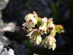 Erica costatisepala