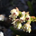 Erica costatisepala - Photo (c) Adriaan Grobler, some rights reserved (CC BY-NC), uploaded by Adriaan Grobler