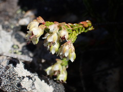 Erica costatisepala