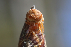 Araneus sturmi