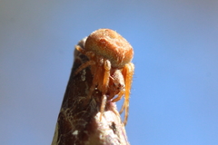 Araneus sturmi