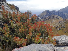 Protea venusta