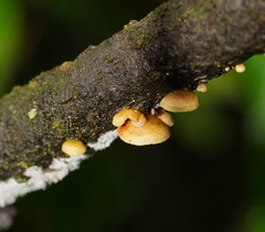 Crepidotus stromaticus