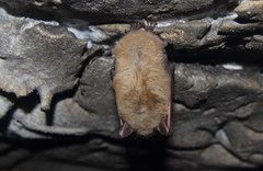 Myotis dasycneme