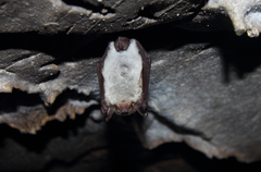Myotis dasycneme