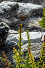 Pseudoselago serrata, photograph (c) magriet b, some rights reserved (CC BY-SA)