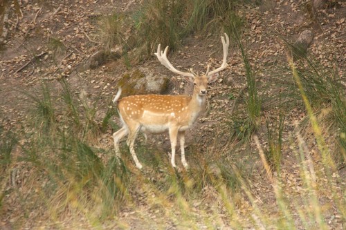 Fallow Deer