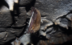 Myotis dasycneme