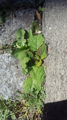Salvia pratensis