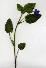 Viola canina