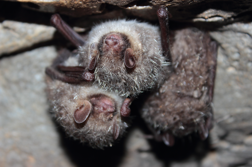 Greater Tube-nosed Bat