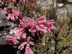Erica strigilifolia