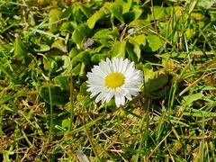 Bellis perennis