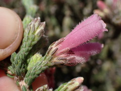 Erica strigilifolia