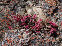 Erica strigilifolia