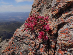 Erica strigilifolia