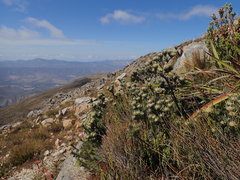 Leucadendron singulare