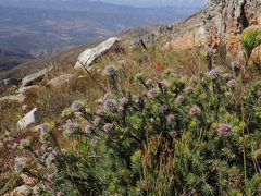 Leucadendron singulare