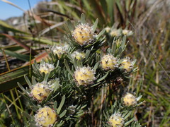 Leucadendron singulare