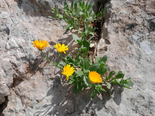 Calendula suffruticosa, photograph 5