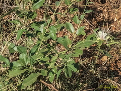 Capparis erythrocarpos
