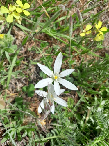 Ornithogalum baeticum, photograph 4