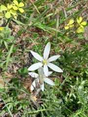 Ornithogalum baeticum, photograph (c) Anis Dris, some rights reserved (CC BY)