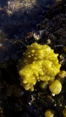 Colpomenia tuberculata