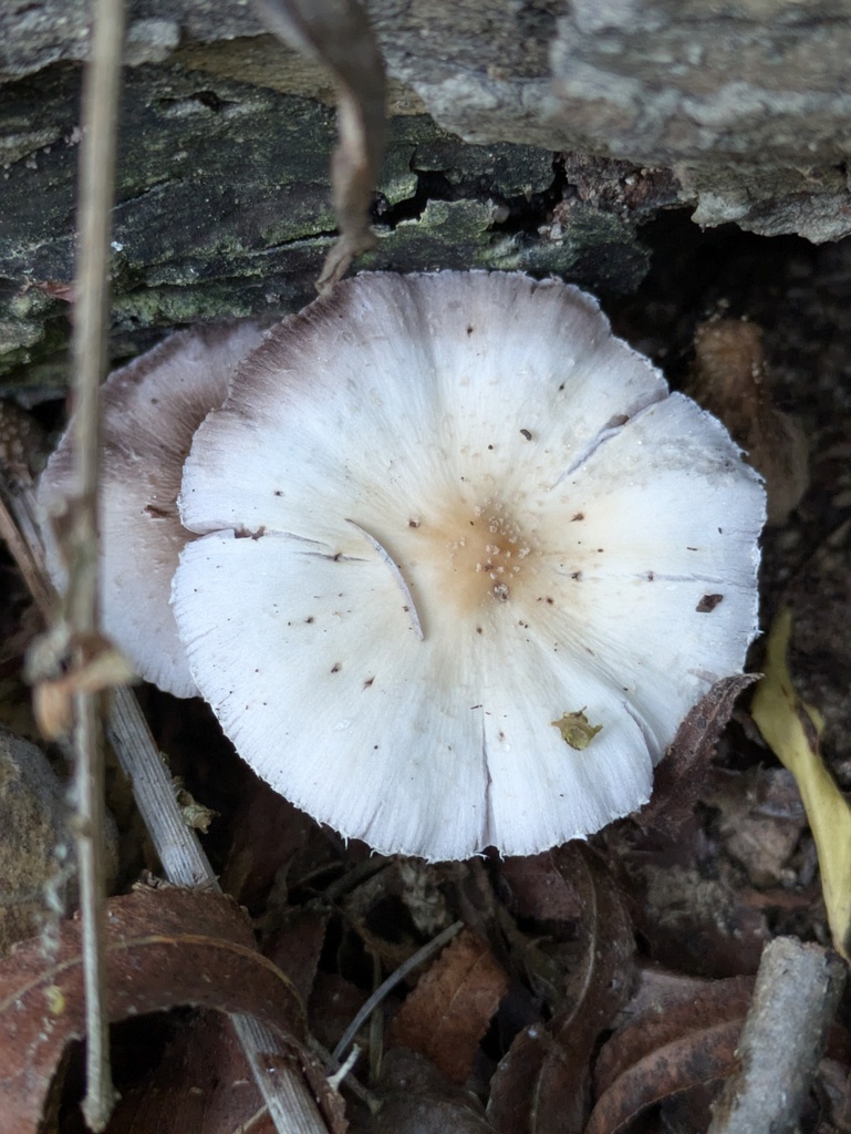 Pale Brittlestem · May 2026 · photo: Photo: (c) Eric Knight, some rights reserved (CC BY) · iNaturalist