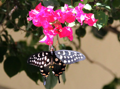 Pharmacophagus antenor