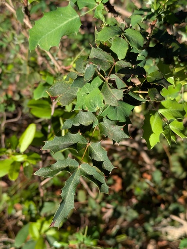 Berberis swaseyi, photograph 3