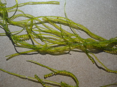 Chaetomorpha moniligera