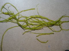 Chaetomorpha moniligera