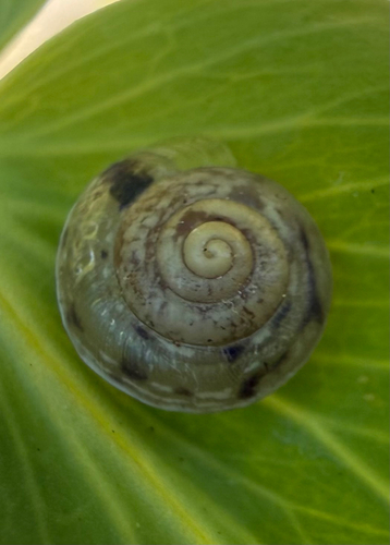 Hygromia cinctella
