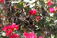 Pharmacophagus antenor