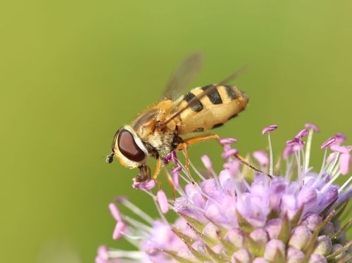 Common Flower Fly